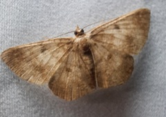 Lepidoptera
