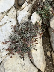 Potentilla morefieldii