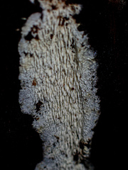 Dentipellicula leptodon