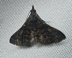 Lepidoptera