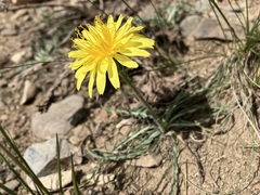 Agoseris parviflora