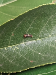 Papilio multicaudata