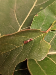 Papilio multicaudata