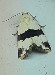 Maliattha ruptifascia