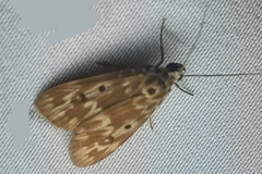 Sommeria marchalii