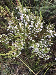 Erica formosa