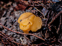 Phaeohelotium baileyanum