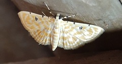 Notarcha