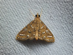 Spilomelinae