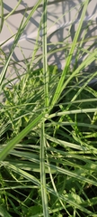 Carex hirta