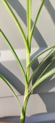 Carex hirta