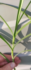 Carex hirta