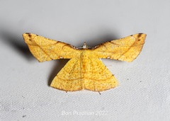Corymica immaculata