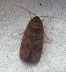 Lepidoptera