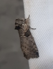 Lepidoptera