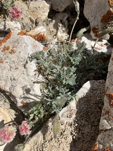 Image of Oxytropis parryi by no rights reserved