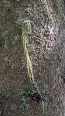Evernia divaricata