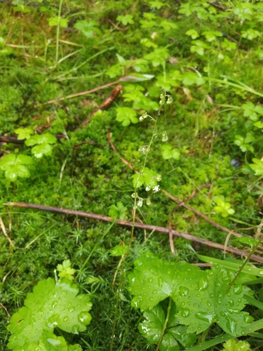 Image of Heuchera glabra by (c) Chris Hoess, some rights reserved (CC BY-SA)