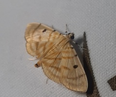 Lepidoptera