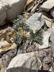 Oxytropis parryi