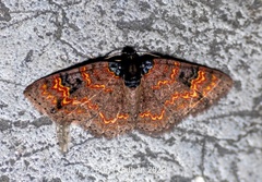 Hydrelia bicolorata
