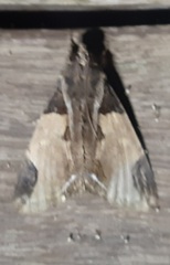 Ercheia