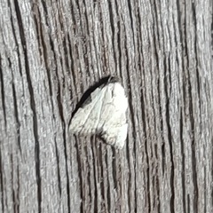 Lepidoptera