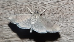 Lepidoptera
