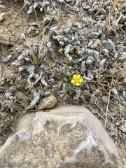 Potentilla pseudosericea