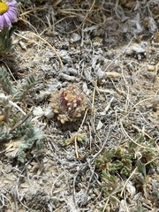 Townsendia condensata