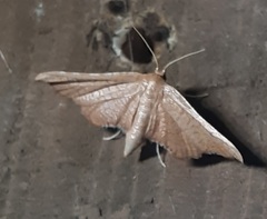 Hypolamprus angulalis