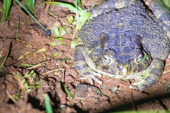 Sclerophrys gutturalis