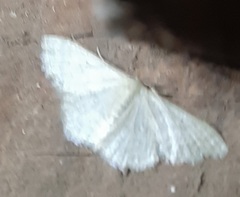 Lepidoptera