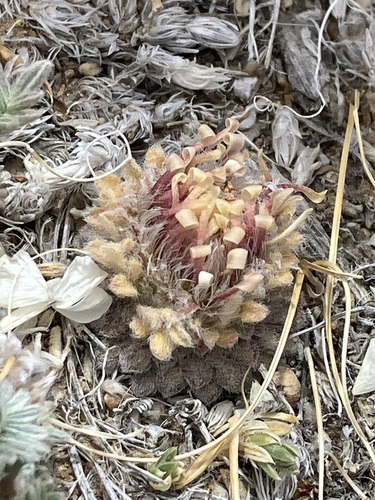 Image of Townsendia condensata by no rights reserved