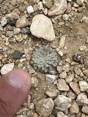 Townsendia condensata