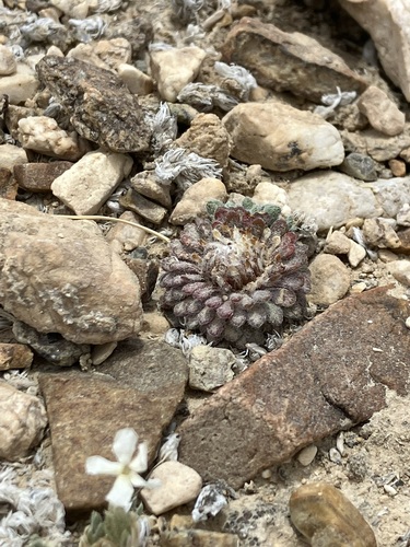Image of Townsendia condensata by no rights reserved