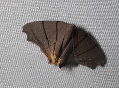 Orudiza protheclaria
