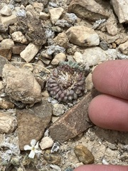 Townsendia condensata