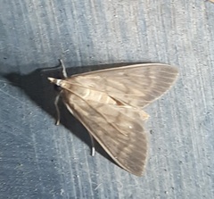 Crypsiptya coclesalis