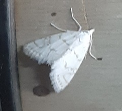 Lepidoptera