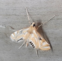 Eoophyla