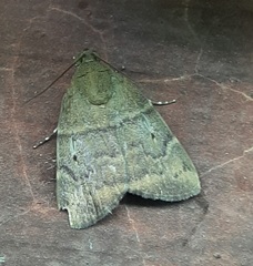 Lepidoptera
