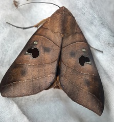 Thyas coronata