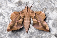 Phyllosphingia dissimilis