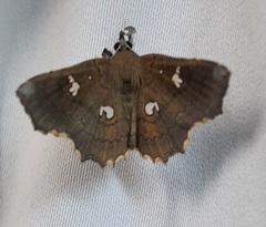 Egnasia ephyrodalis