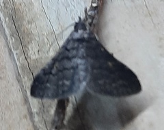 Lepidoptera