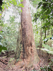 Eucalyptus piperita