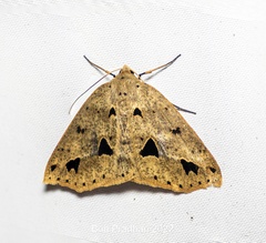 Psyra angulifera