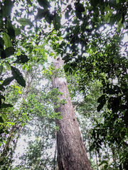 Eucalyptus piperita