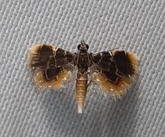 Thysanoidma octalis